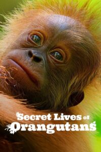 Secret Lives of Orangutans ชีวิตลับอุรังอุตัง (2024)